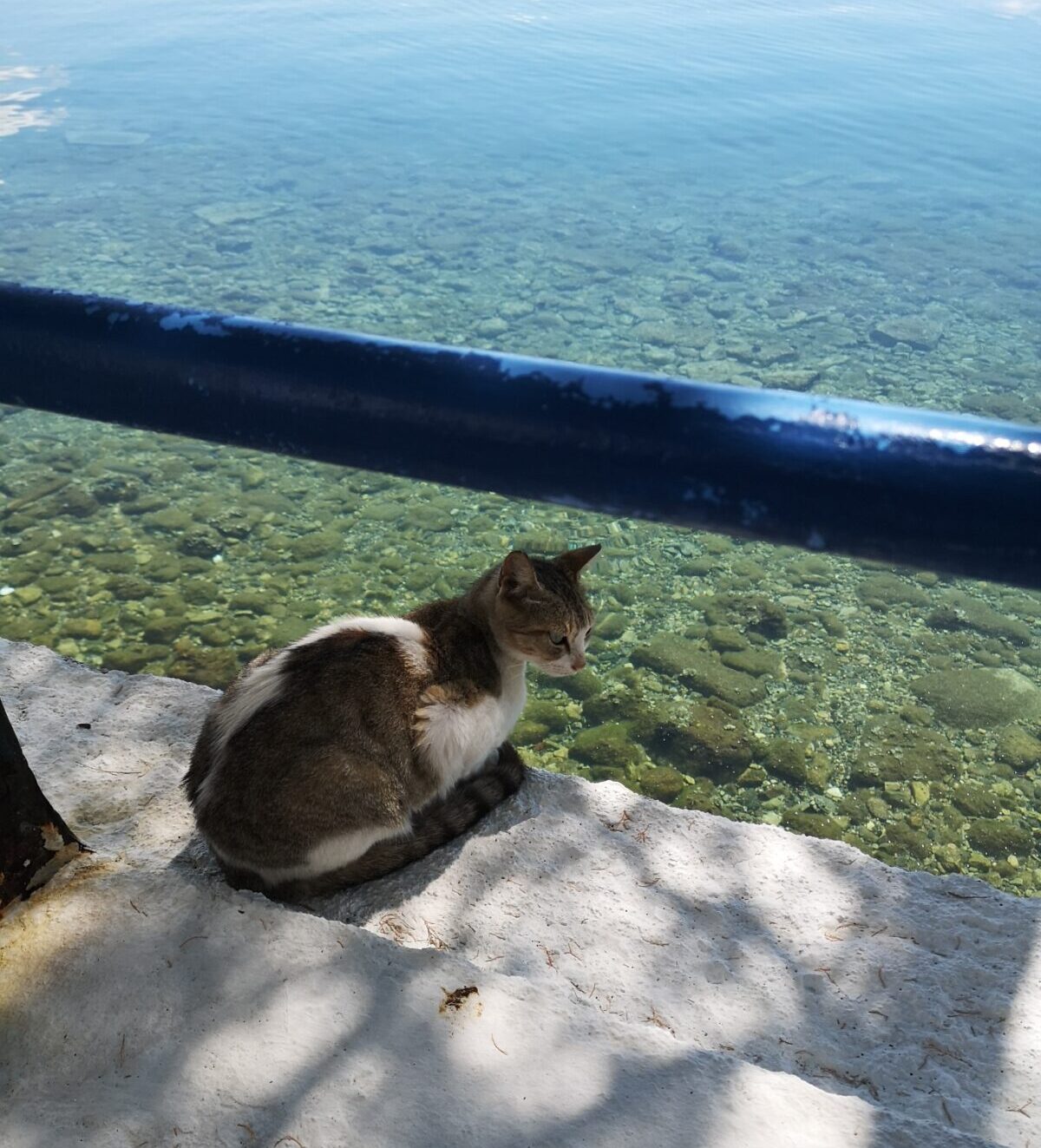 Να βουτήξω ή να παραγγείλω ψάρι;